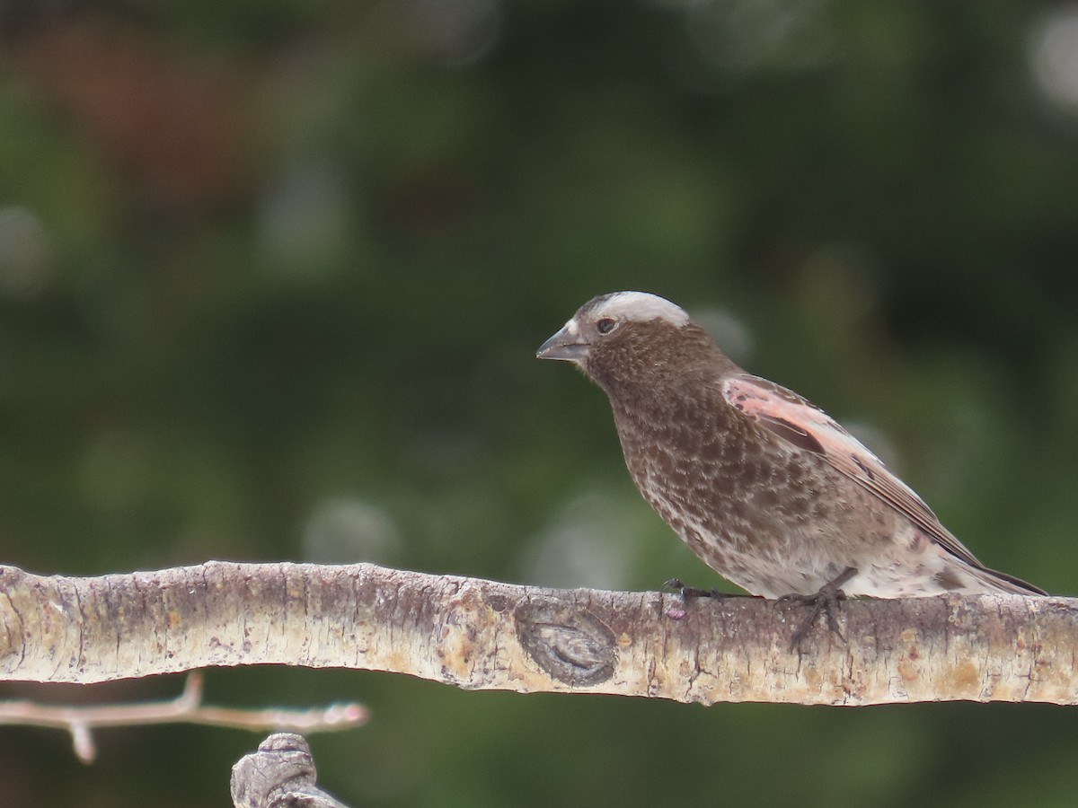 Black Rosy-Finch - Bryant Olsen