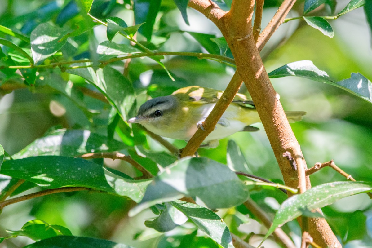 Vireo Chiví - ML619103609