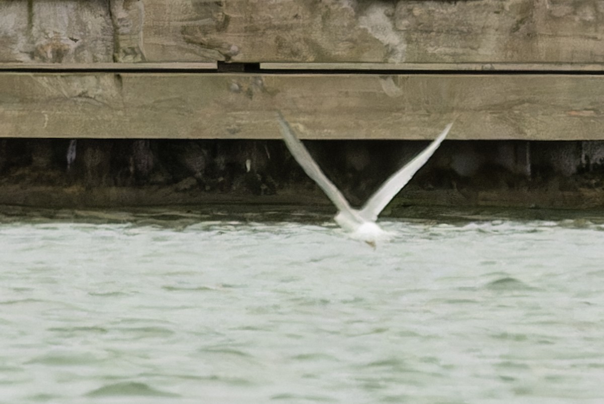 Forster's/Common Tern - Kyle Blaney