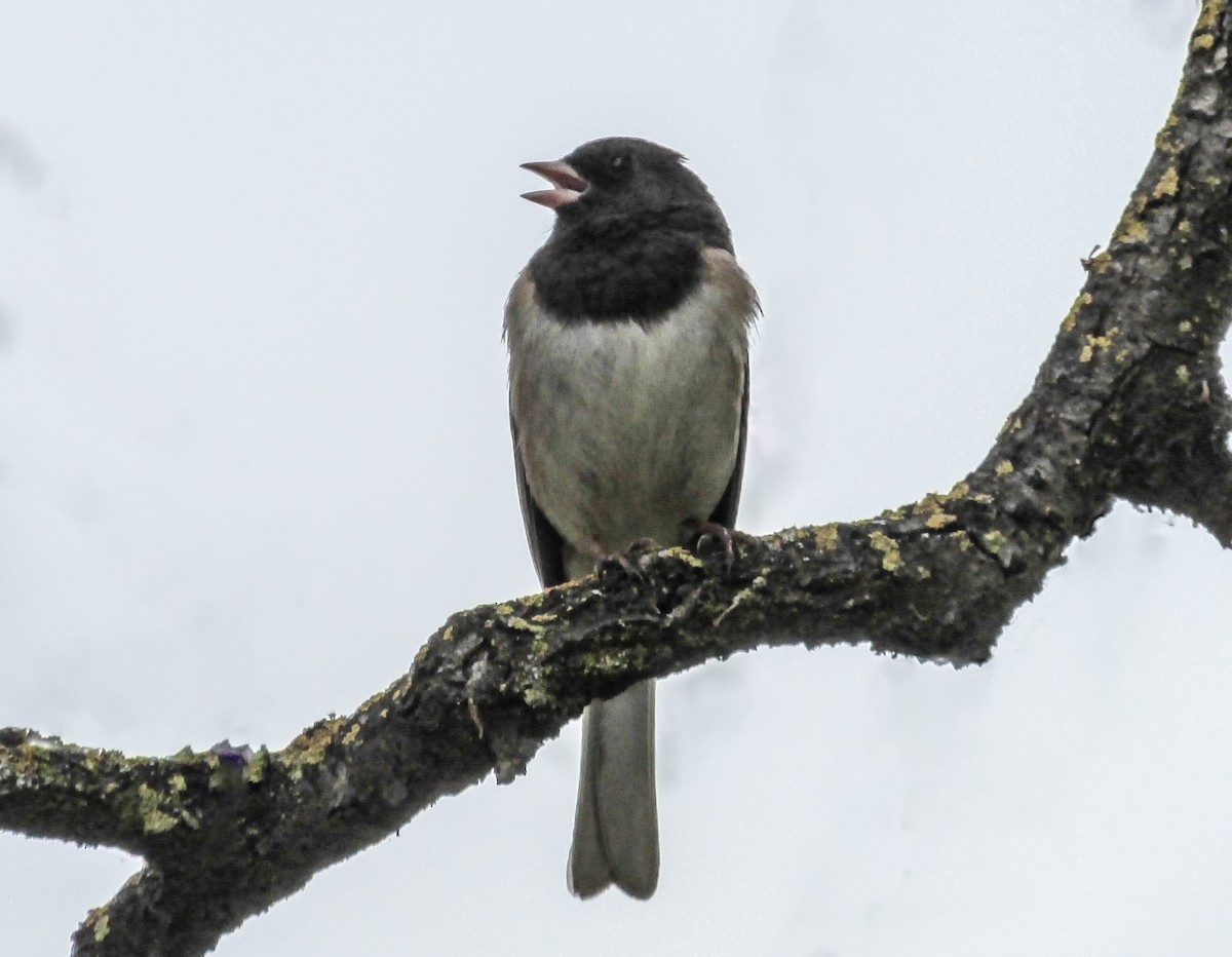 Dark-eyed Junco (Oregon) - ML619103619