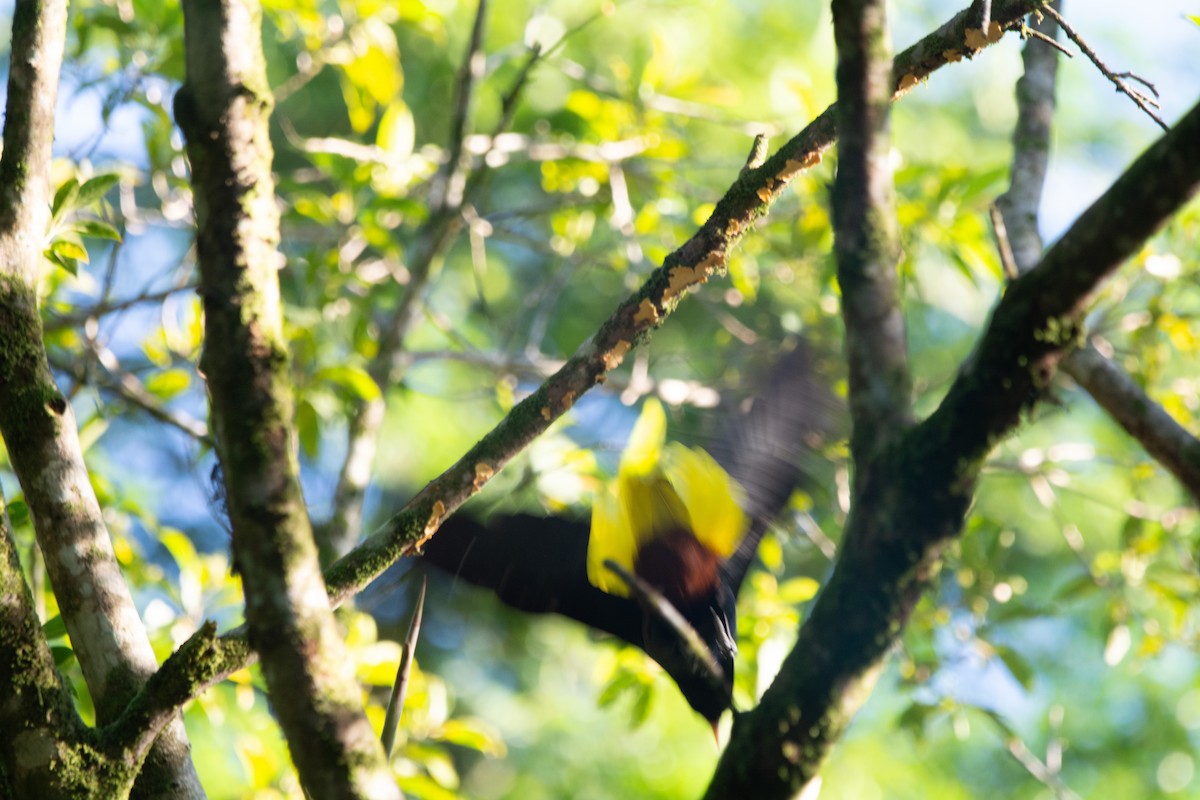 Crested Oropendola - FABRICIO GRIGOLIN