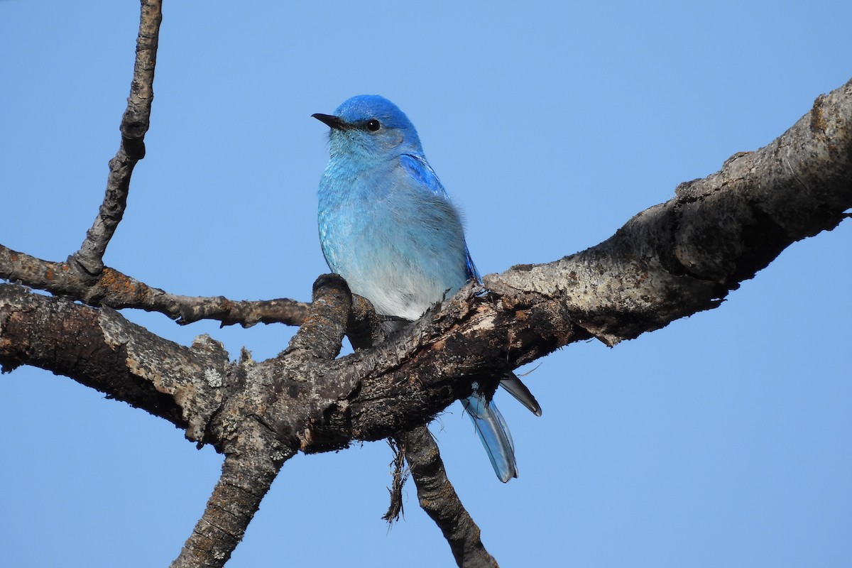 Mountain Bluebird - Cathleen Nichols