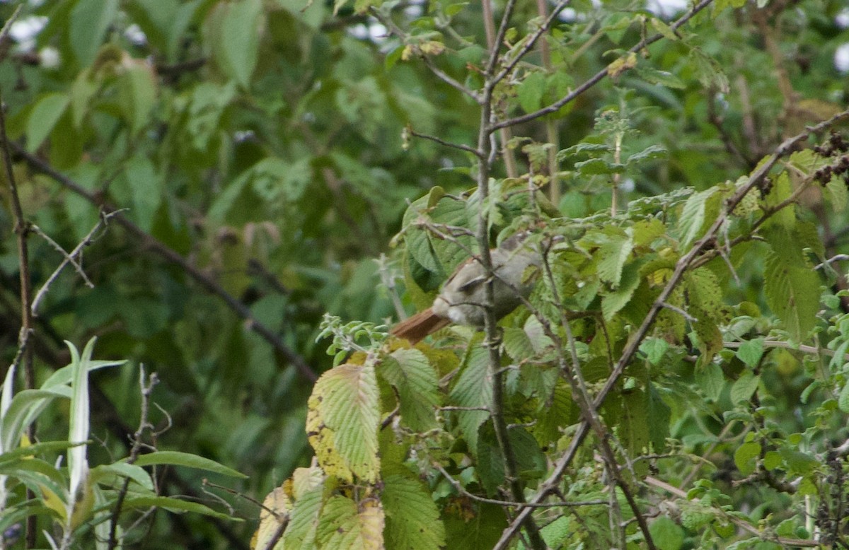 Line-cheeked Spinetail - ML619103646