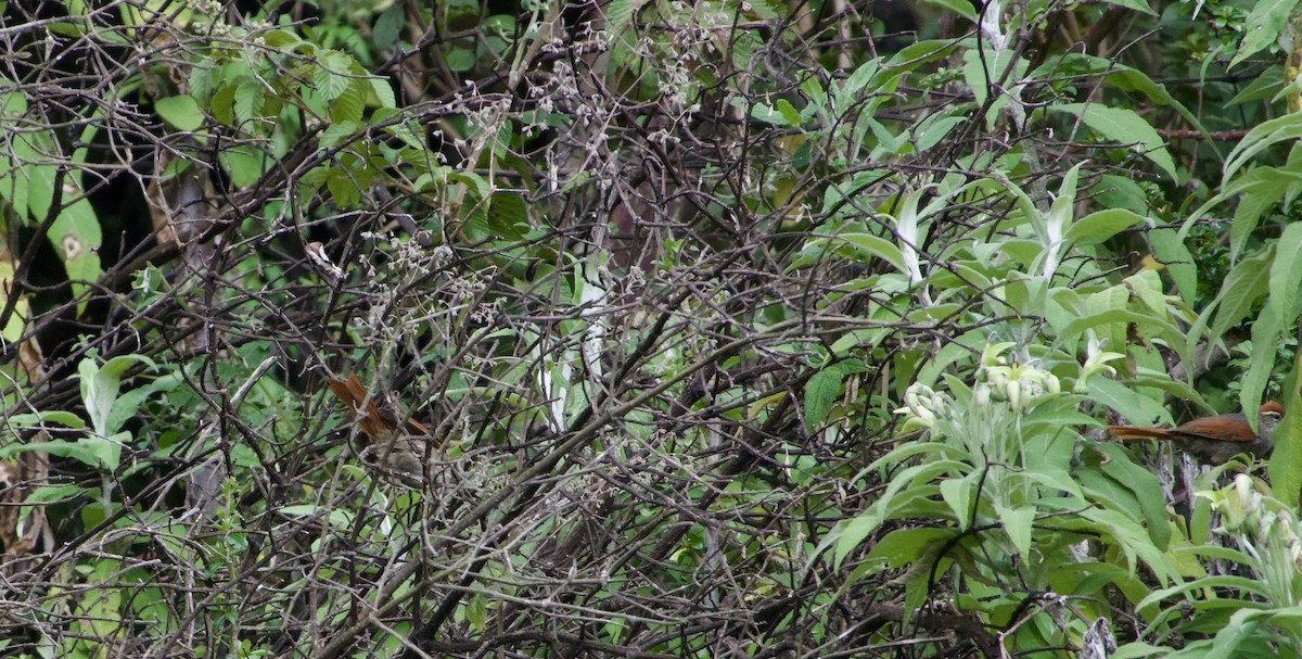 Line-cheeked Spinetail - ML619103647