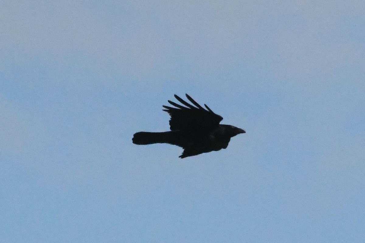 Common Raven - Michael Louey