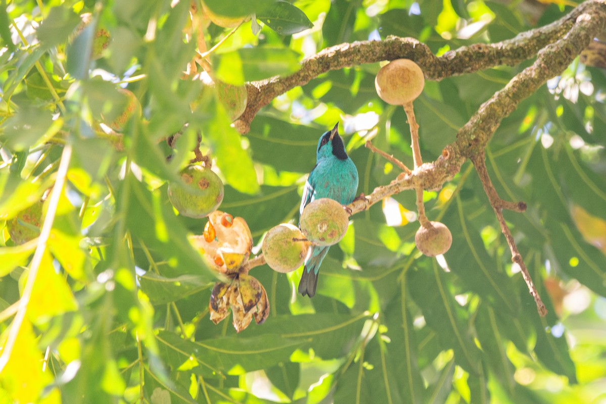 Blue Dacnis - FABRICIO GRIGOLIN