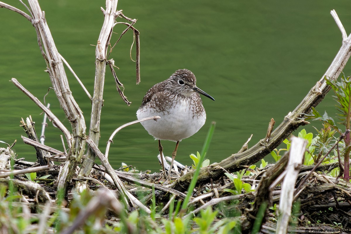 Solitary Sandpiper - ML619103655