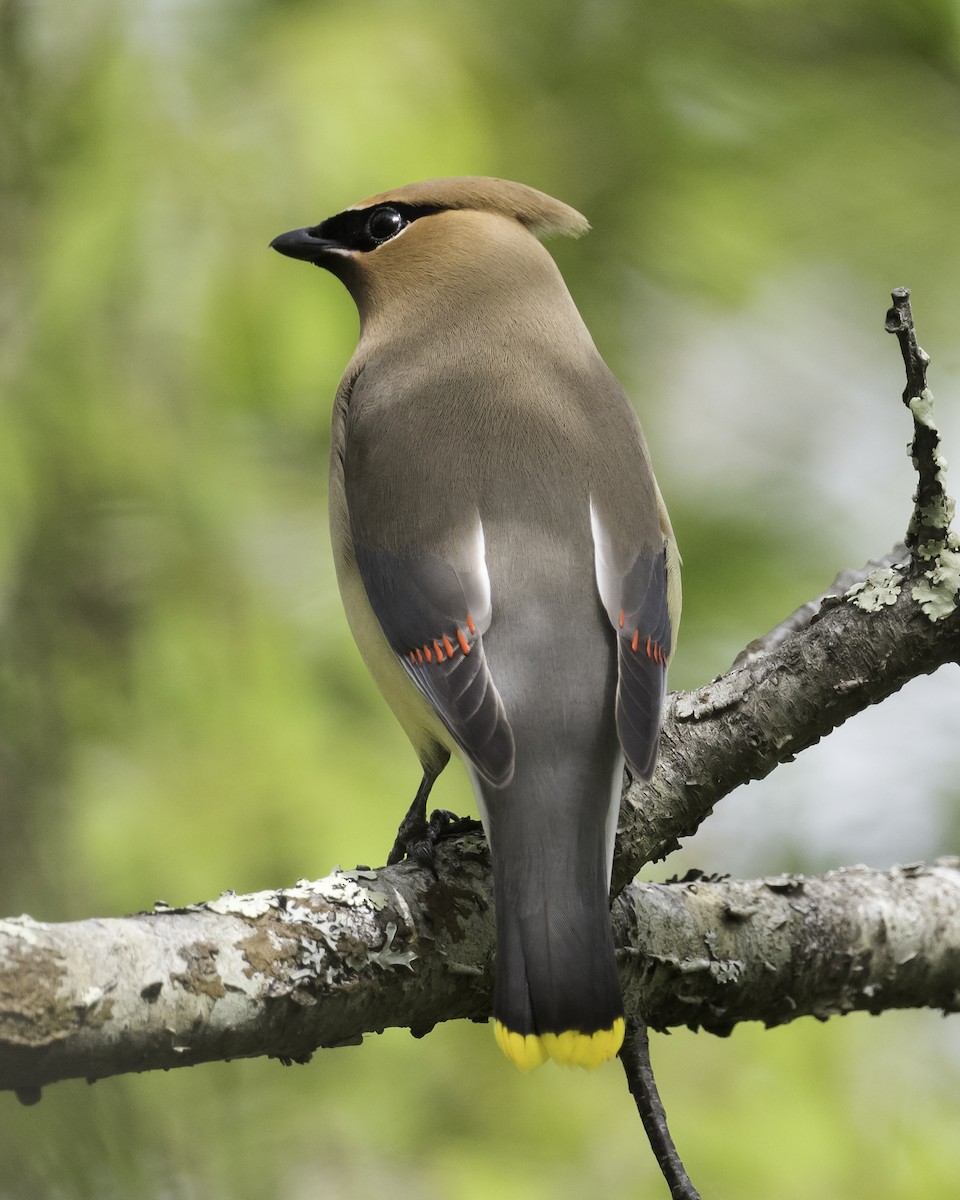 Cedar Waxwing - Stan Deutsch