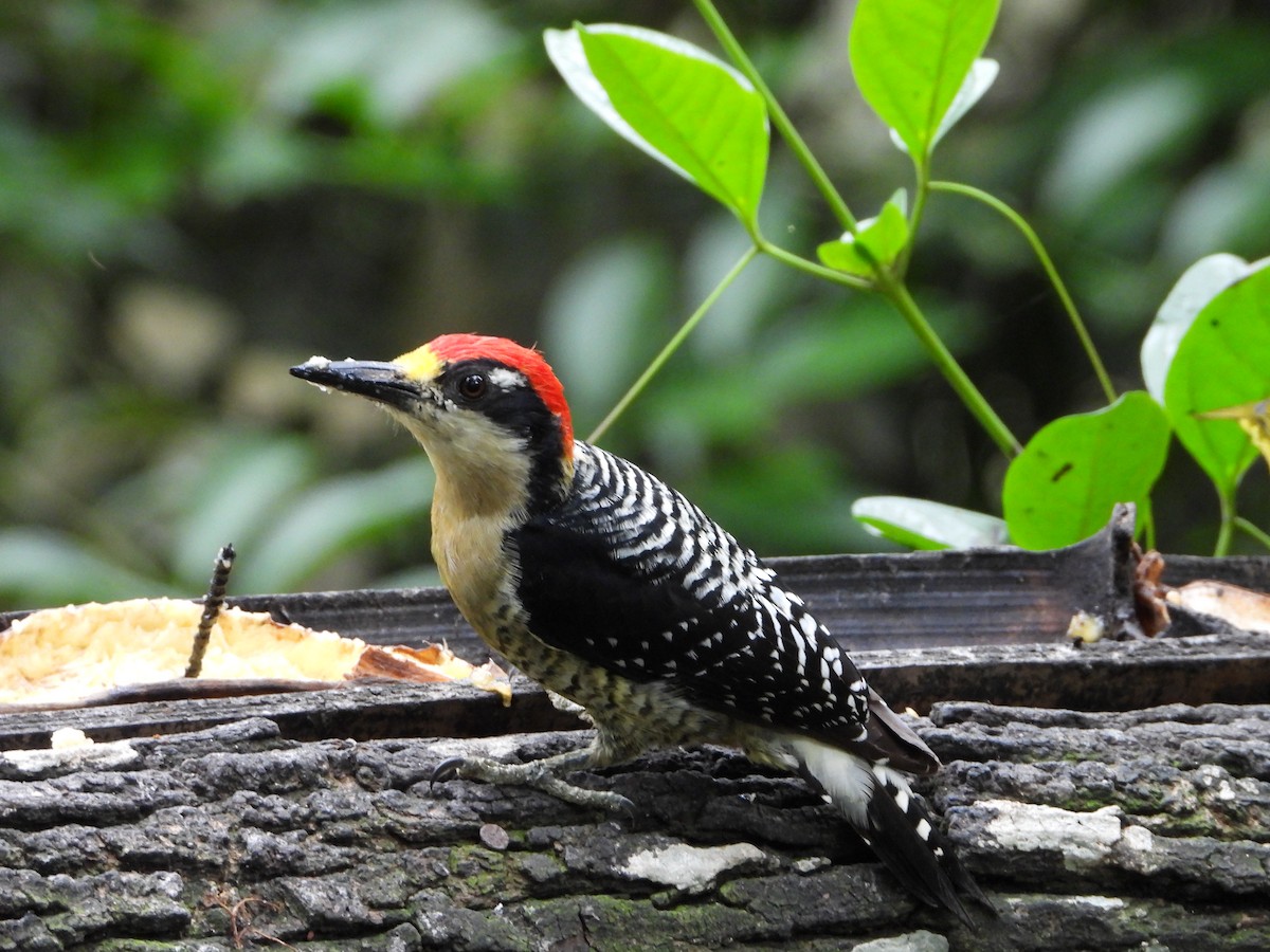 Black-cheeked Woodpecker - Sandra María Plúa Albán