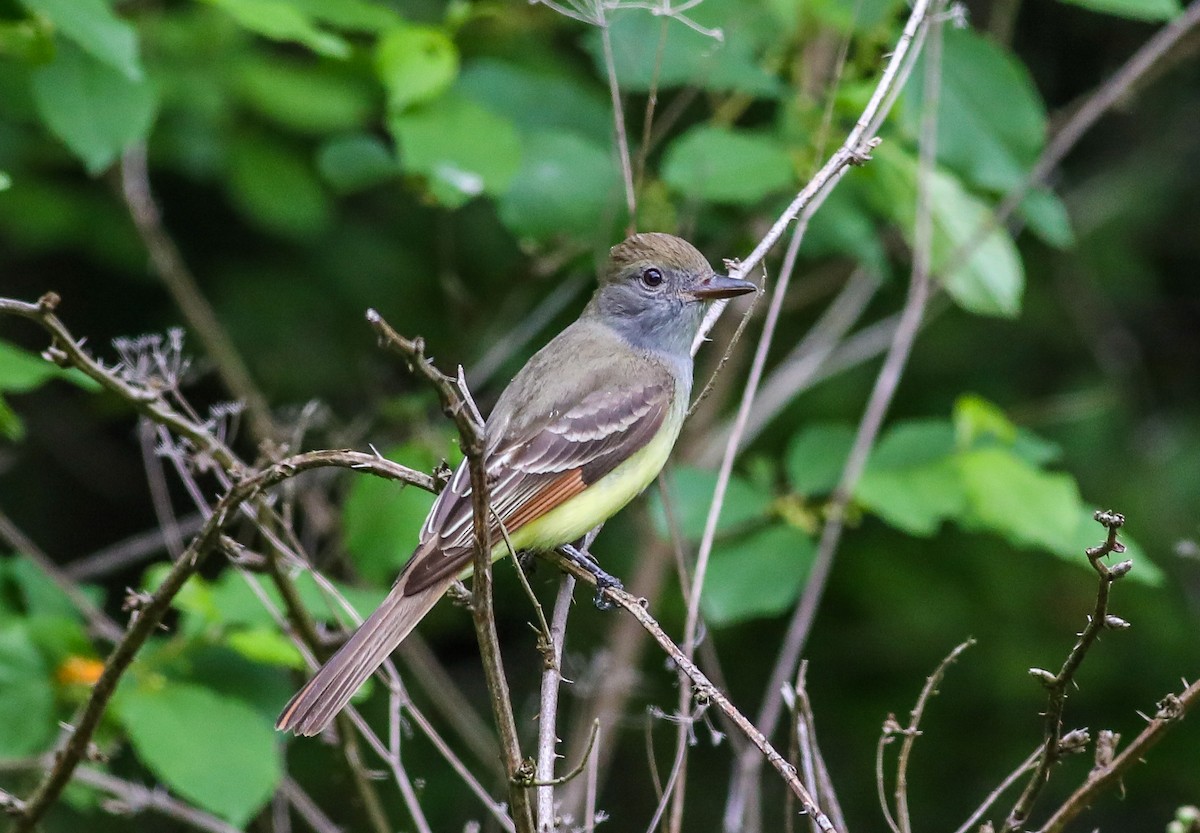 Great Crested Flycatcher - ML619103673