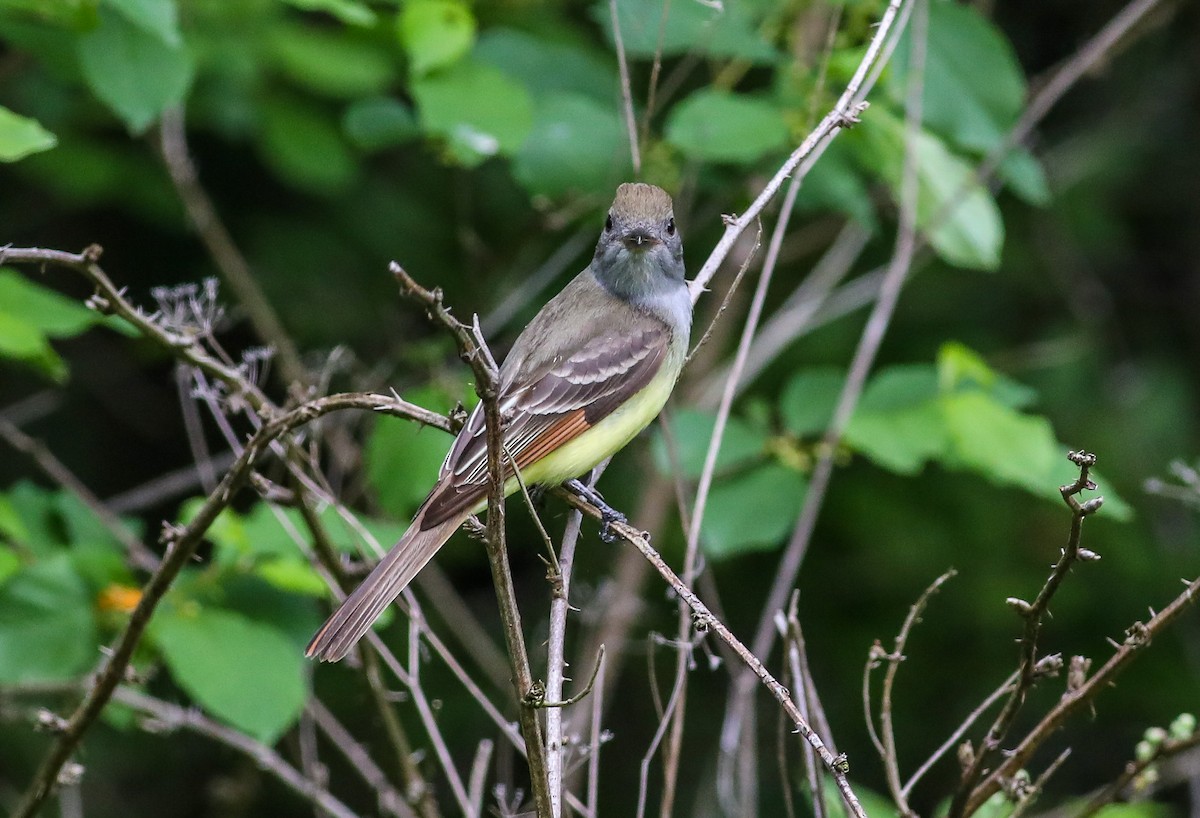 Great Crested Flycatcher - ML619103674
