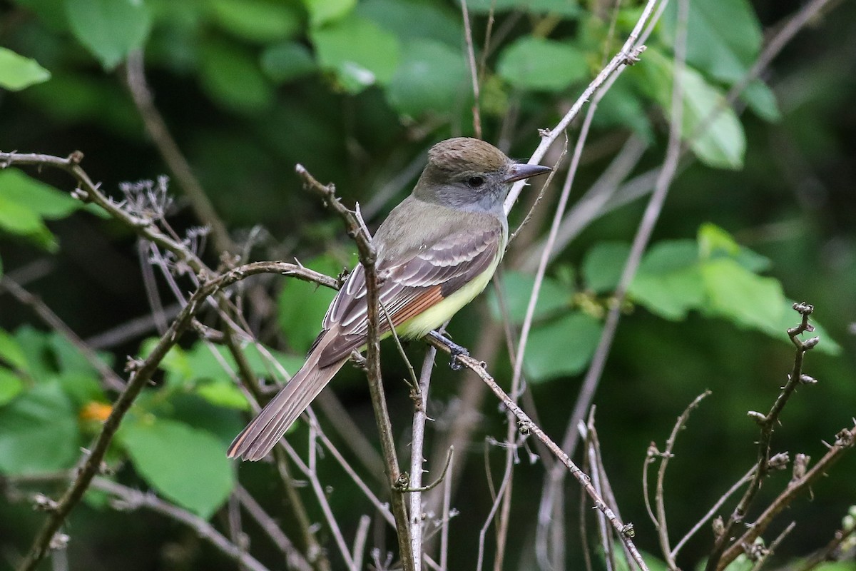 Great Crested Flycatcher - ML619103675