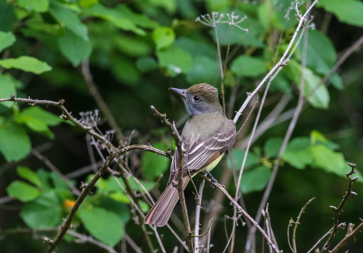 Great Crested Flycatcher - ML619103676