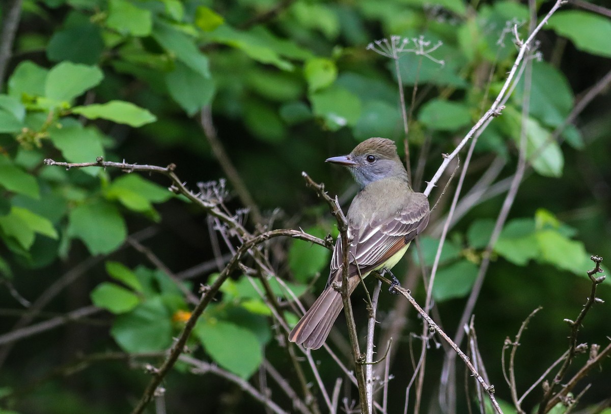 Great Crested Flycatcher - ML619103677