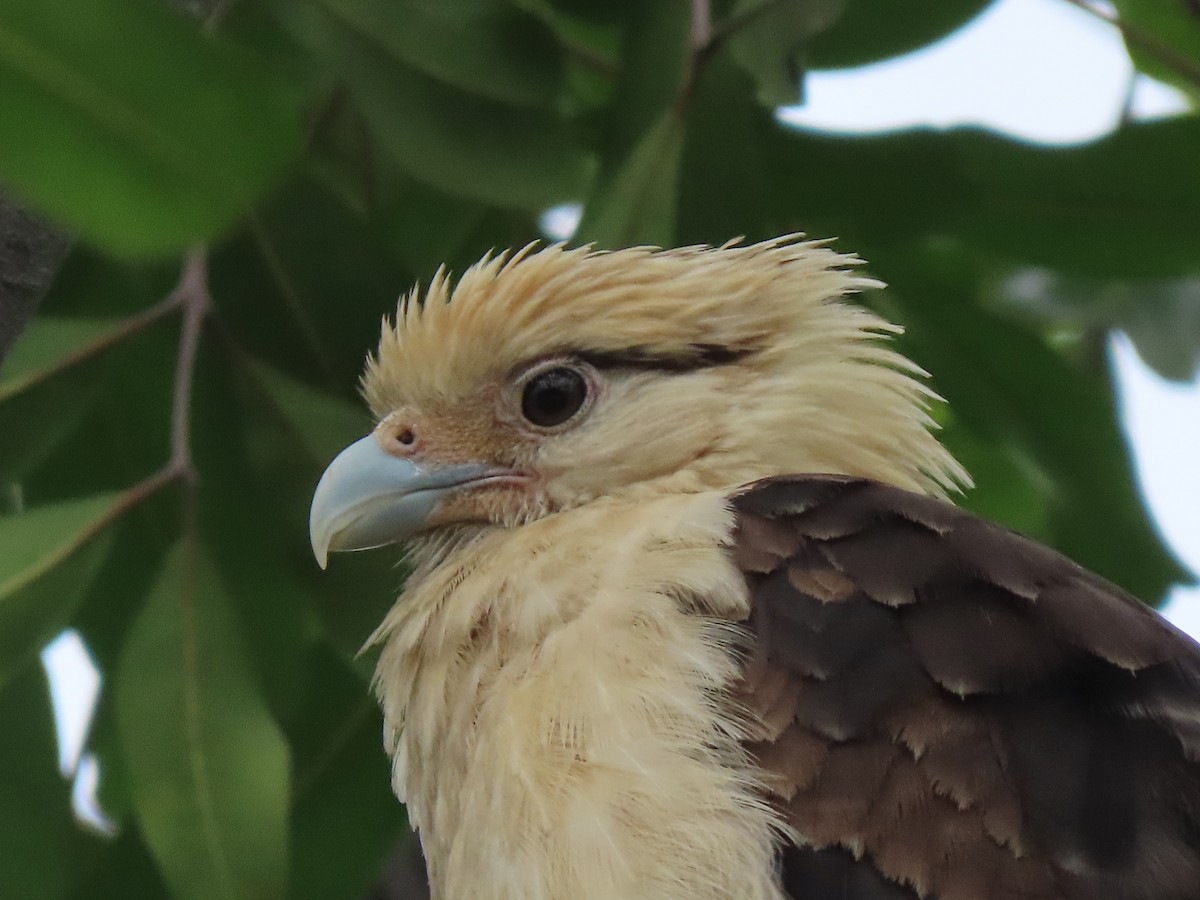 Yellow-headed Caracara - Edana Salisbury