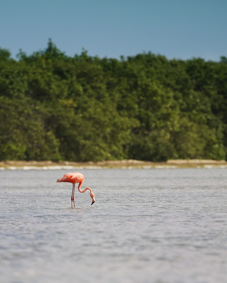 American Flamingo - Tasha Trujillo