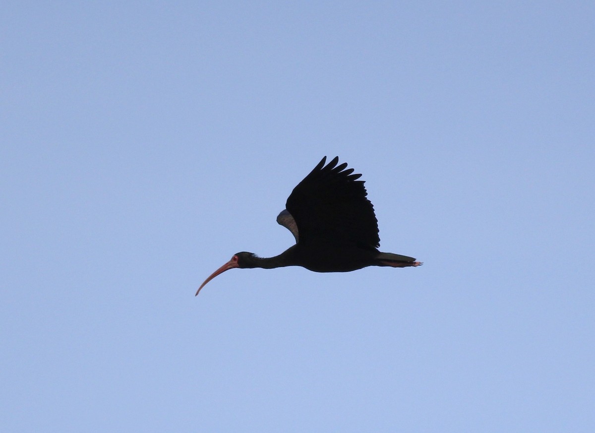 ibis tmavý - ML619103716