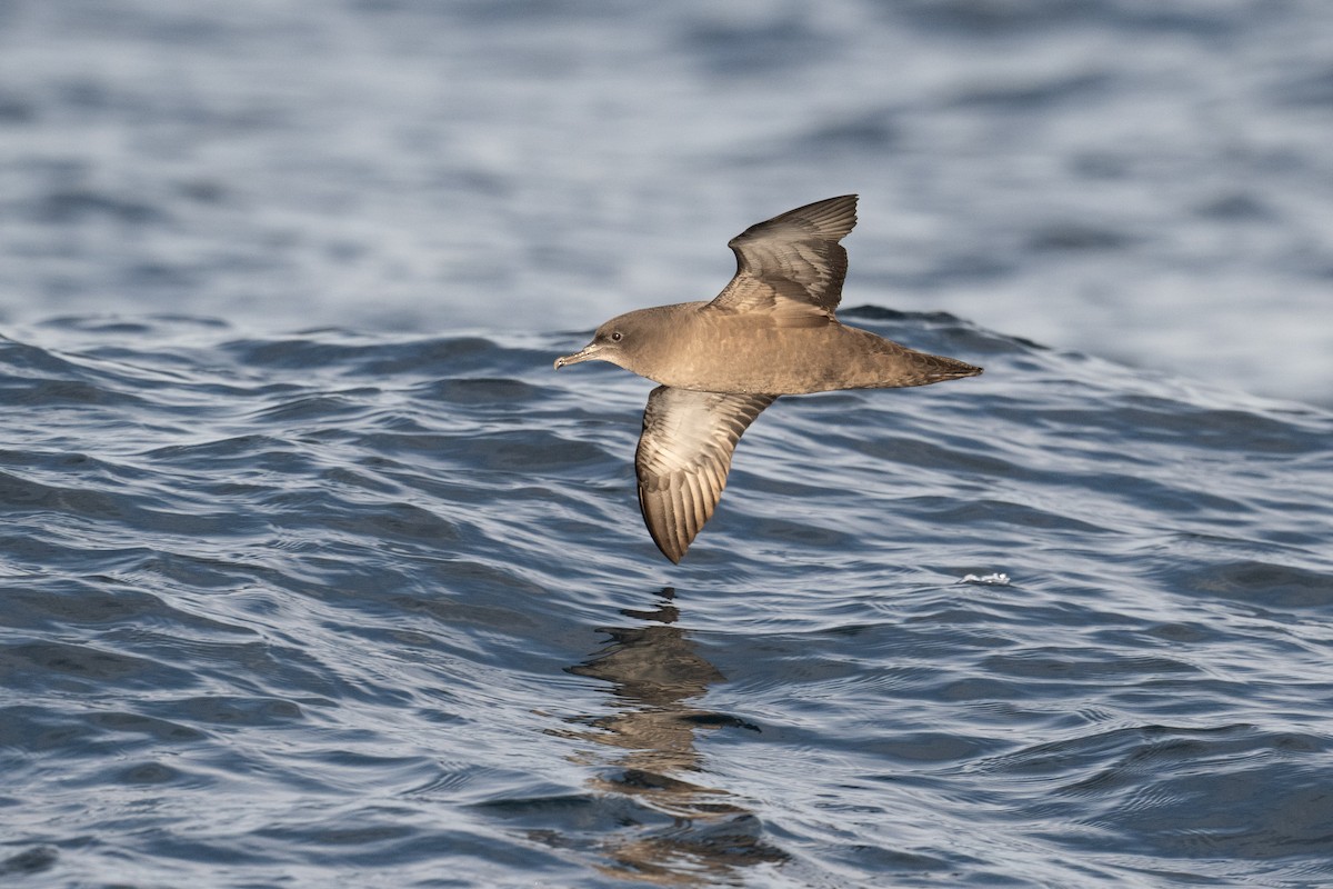 Sooty Shearwater - Max Besser