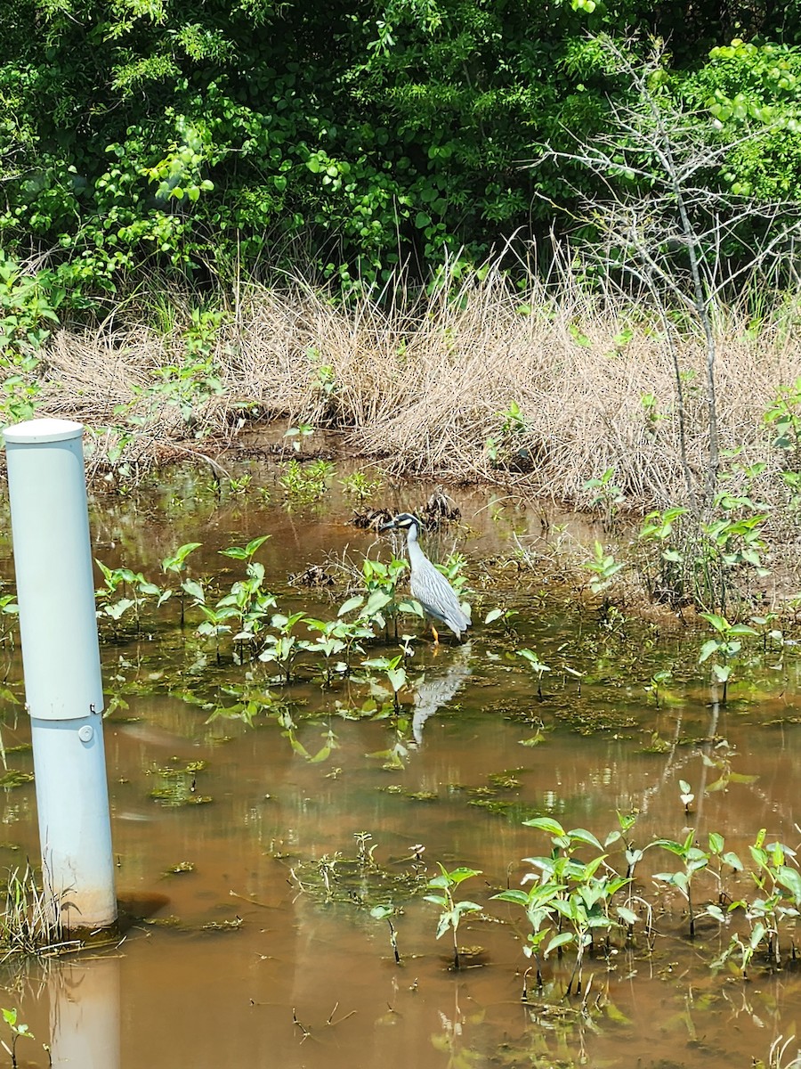 Yellow-crowned Night Heron - ML619103730