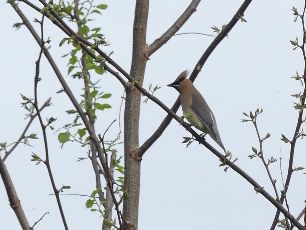 Cedar Waxwing - Jim Guion