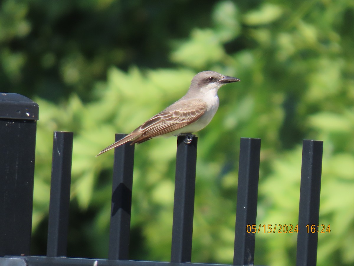 Gray Kingbird - Elizabeth Anderegg