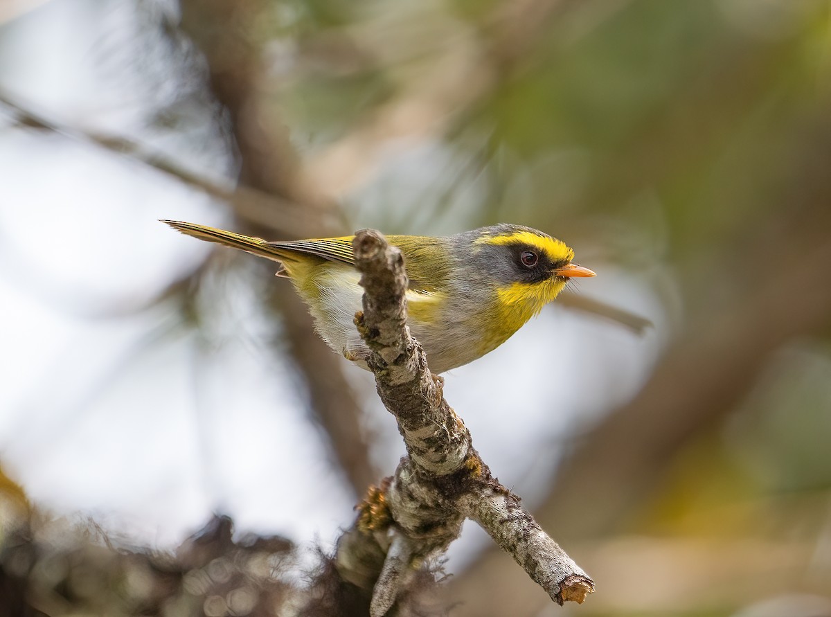 Black-faced Warbler - James Moore (Maryland)