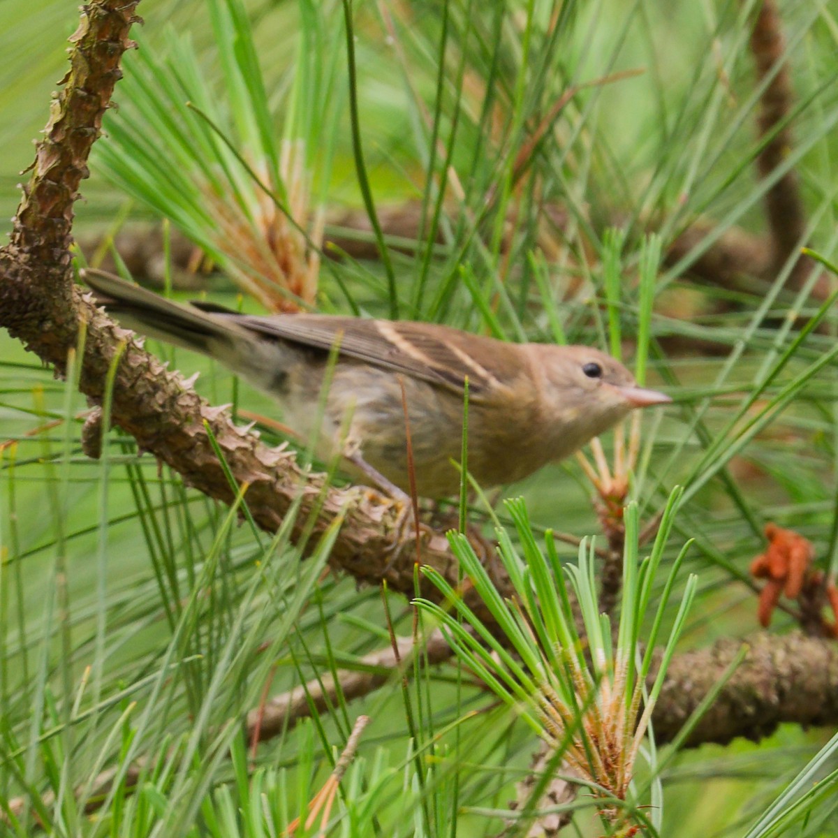 Paruline rayée - ML619103752