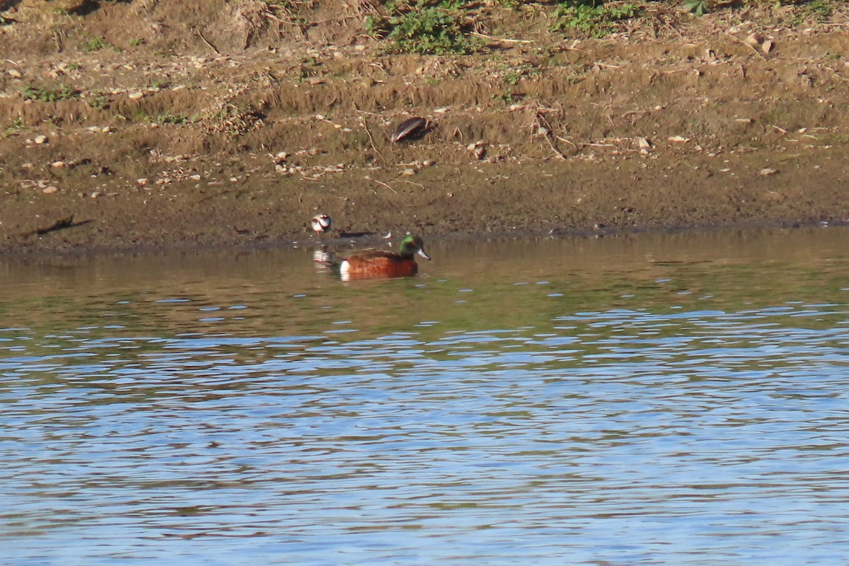 Chestnut Teal - ML619103755