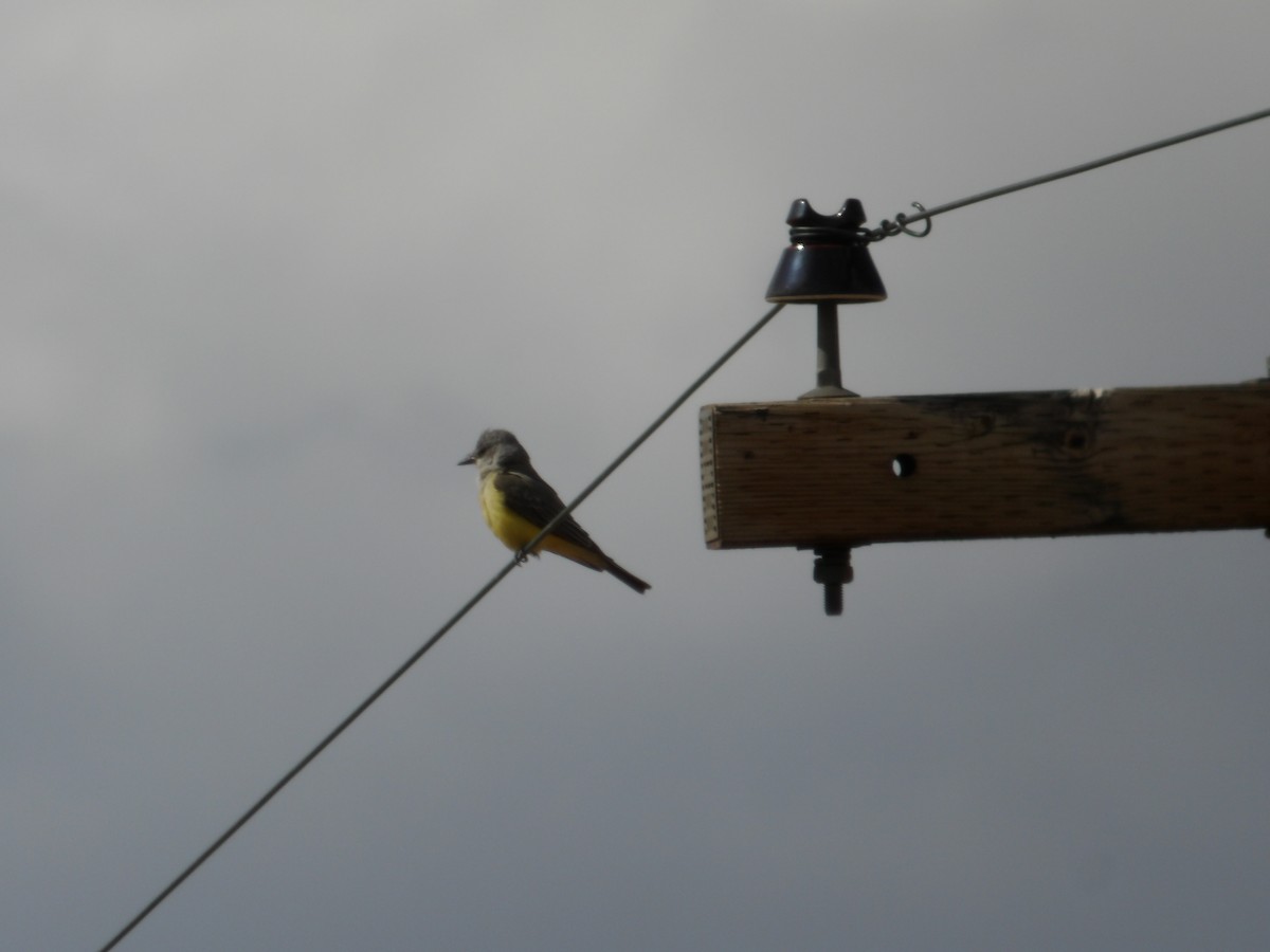 Western Kingbird - ML619103778