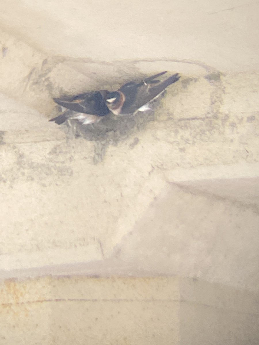 Cliff Swallow - ML619103779