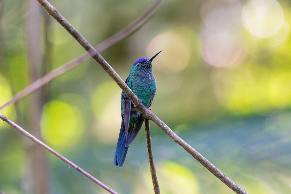 kolibřík fialovotemenný - ML619103780