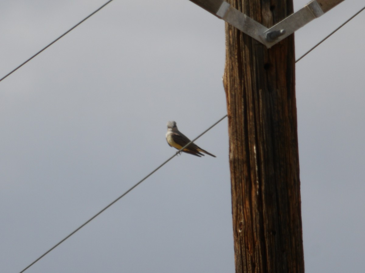 Western Kingbird - Josh Emms