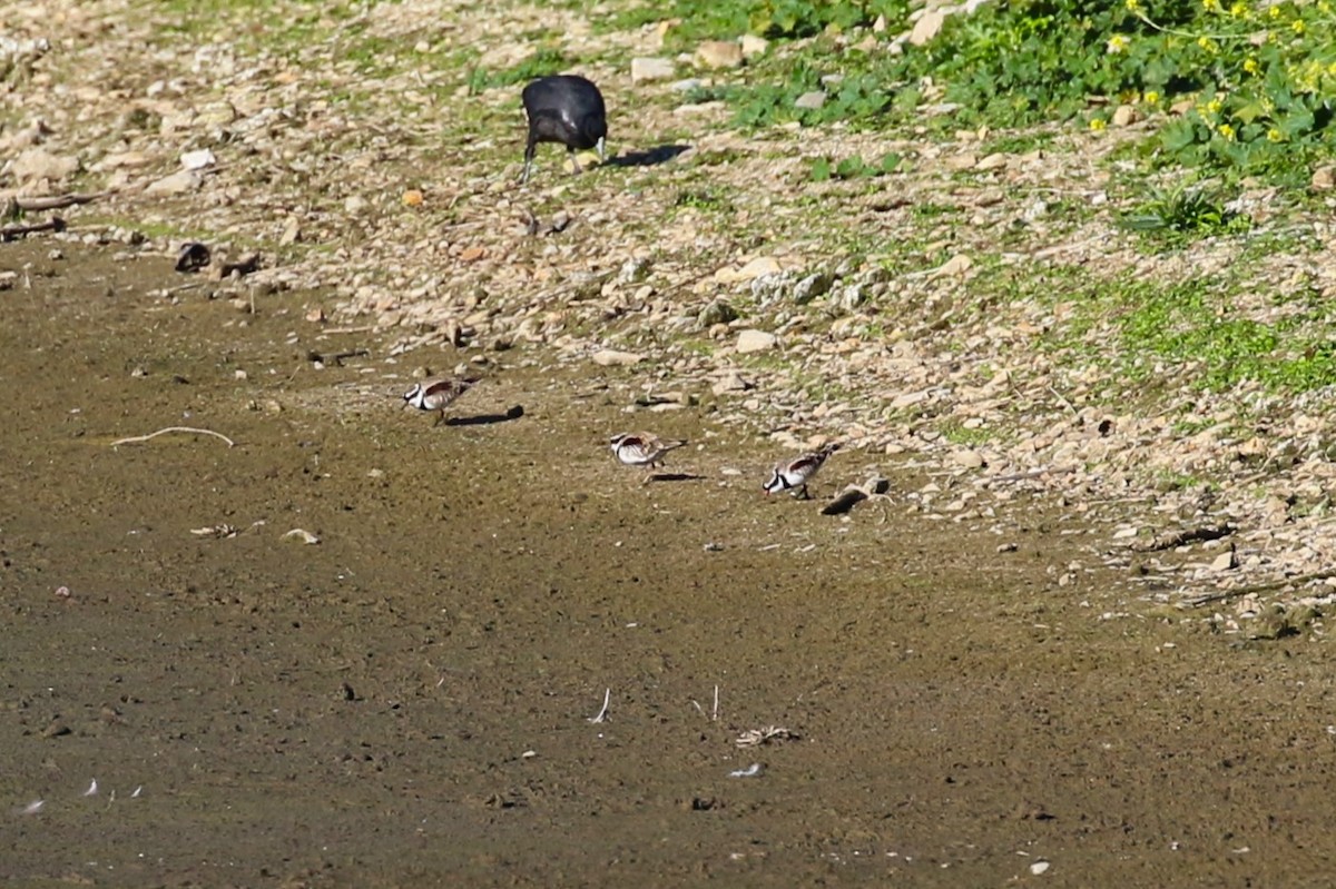 Black-fronted Dotterel - ML619103790