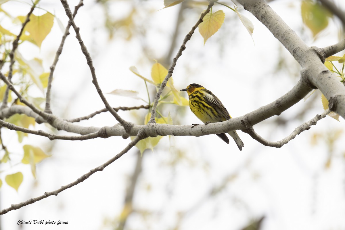 Cape May Warbler - Claude Dubé