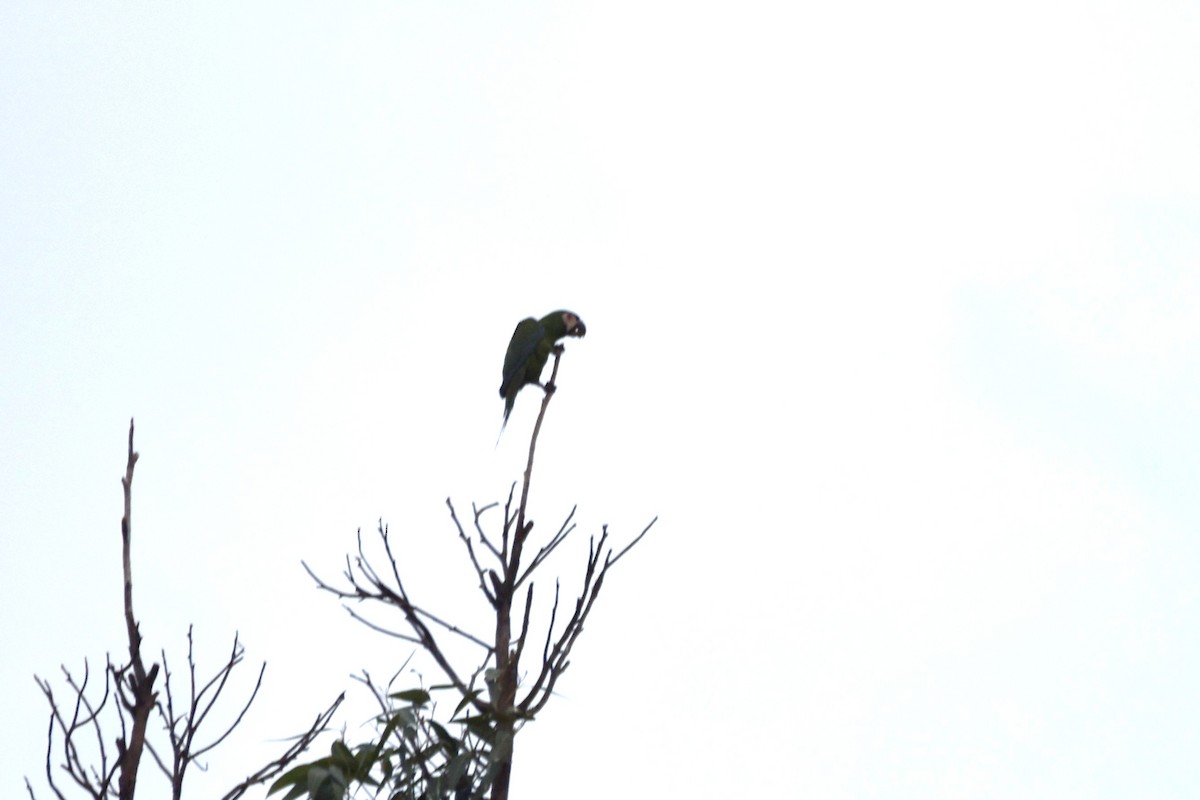 Chestnut-fronted Macaw - irina shulgina