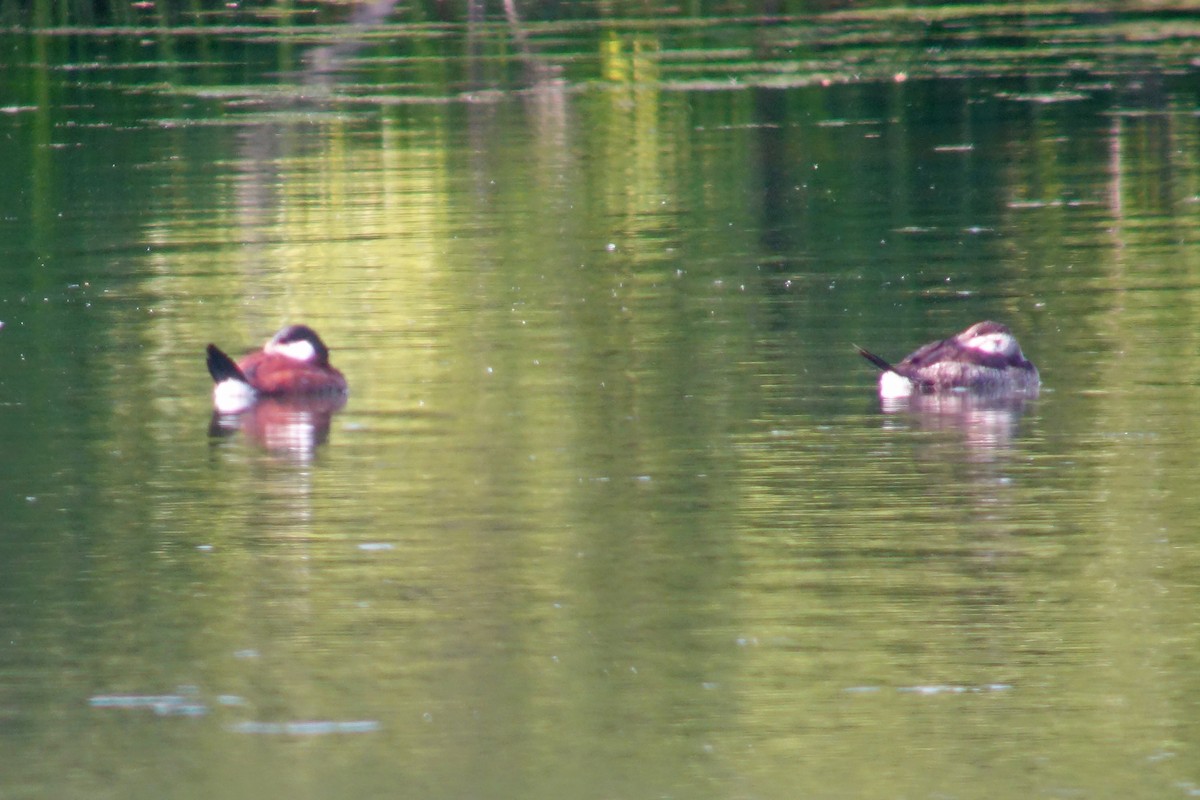 Ruddy Duck - ML619103821