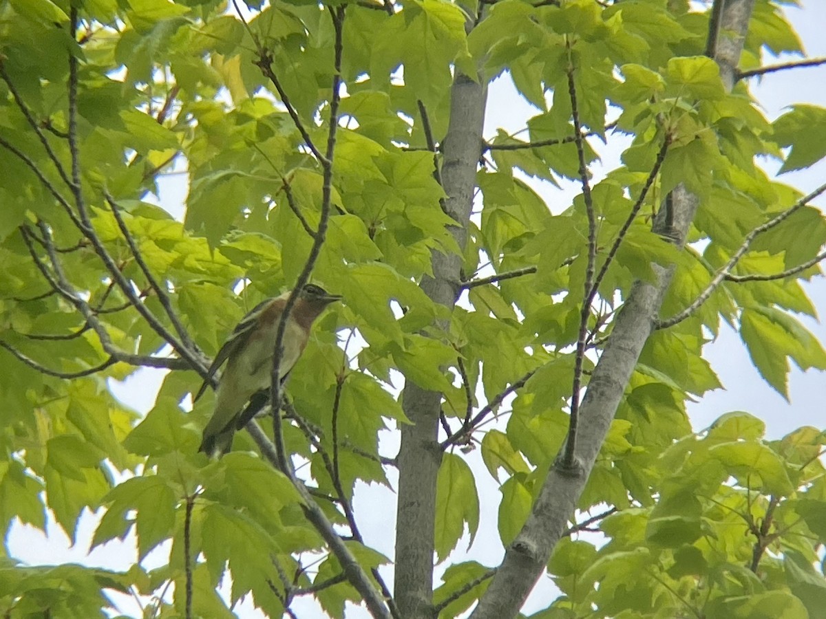 Bay-breasted Warbler - Zac Cota