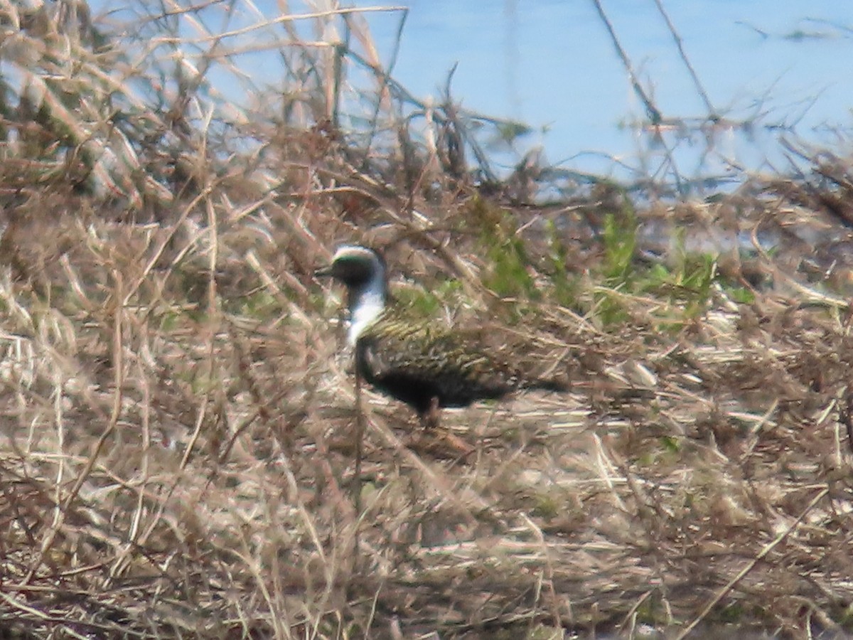 American Golden-Plover - ML619103858