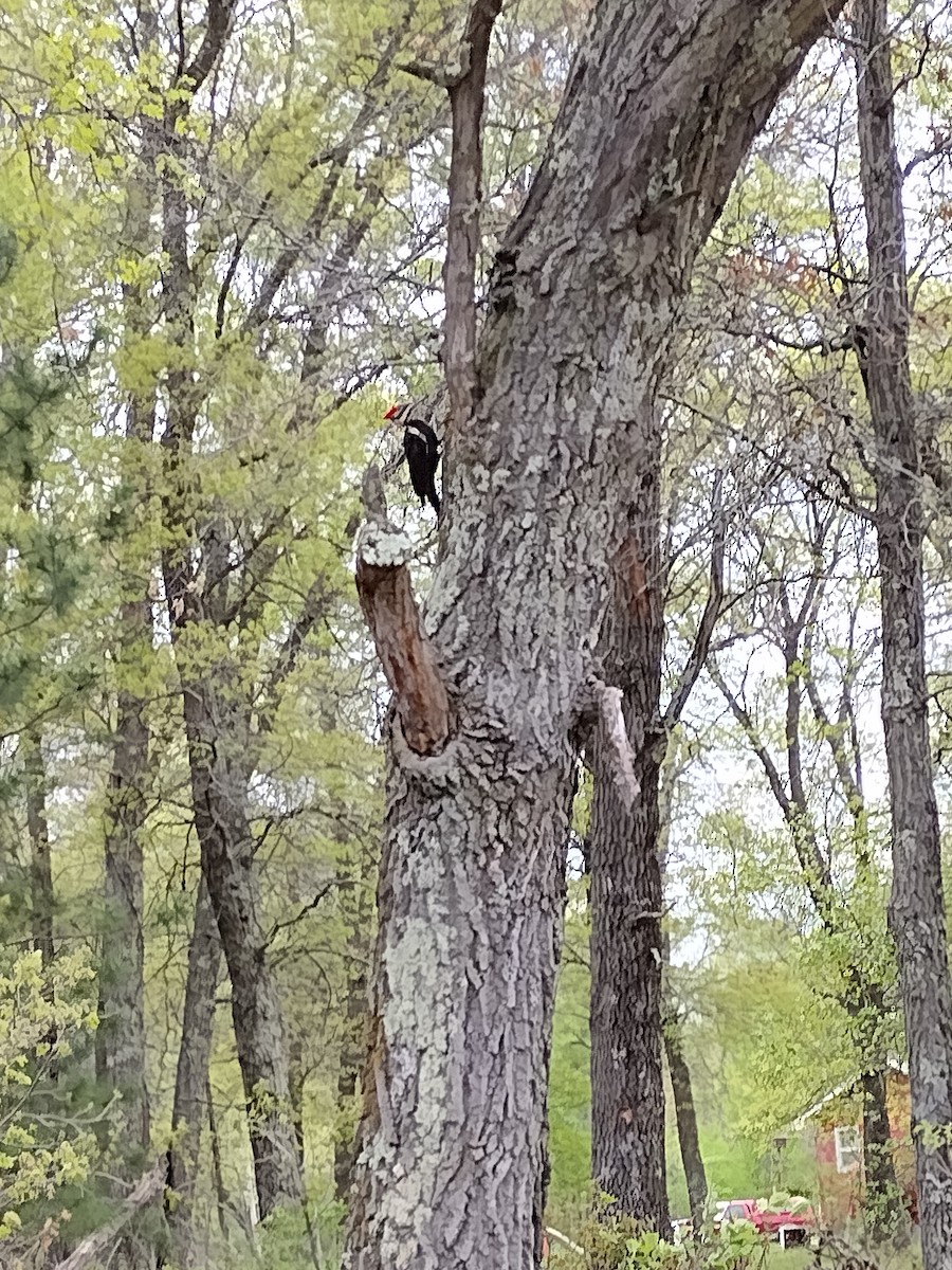 Pileated Woodpecker - Lola Hill