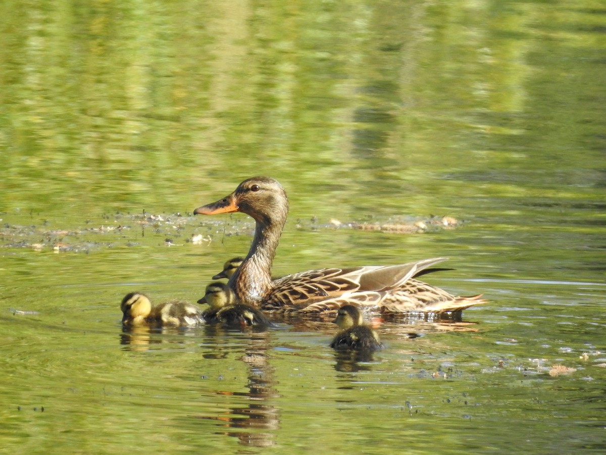 Mallard - ML619103889