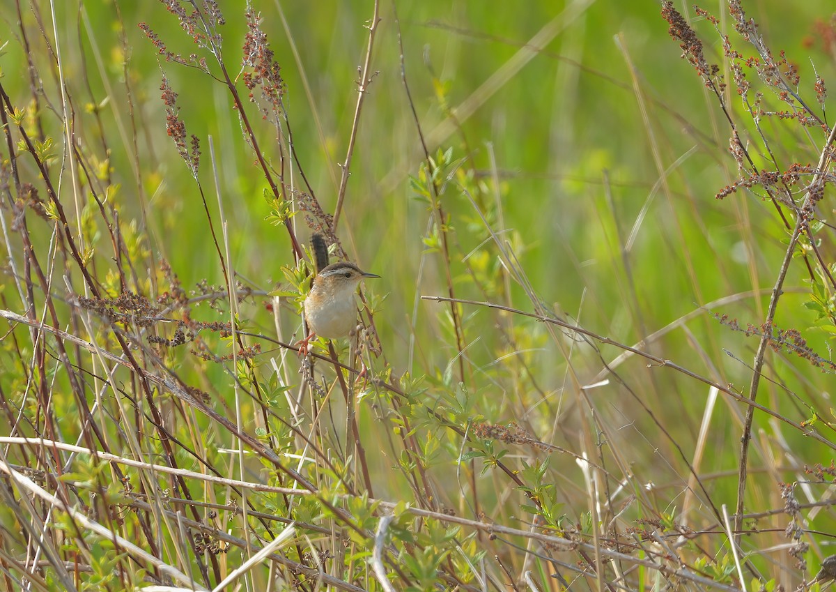 Marsh Wren - LeBaron Briggs