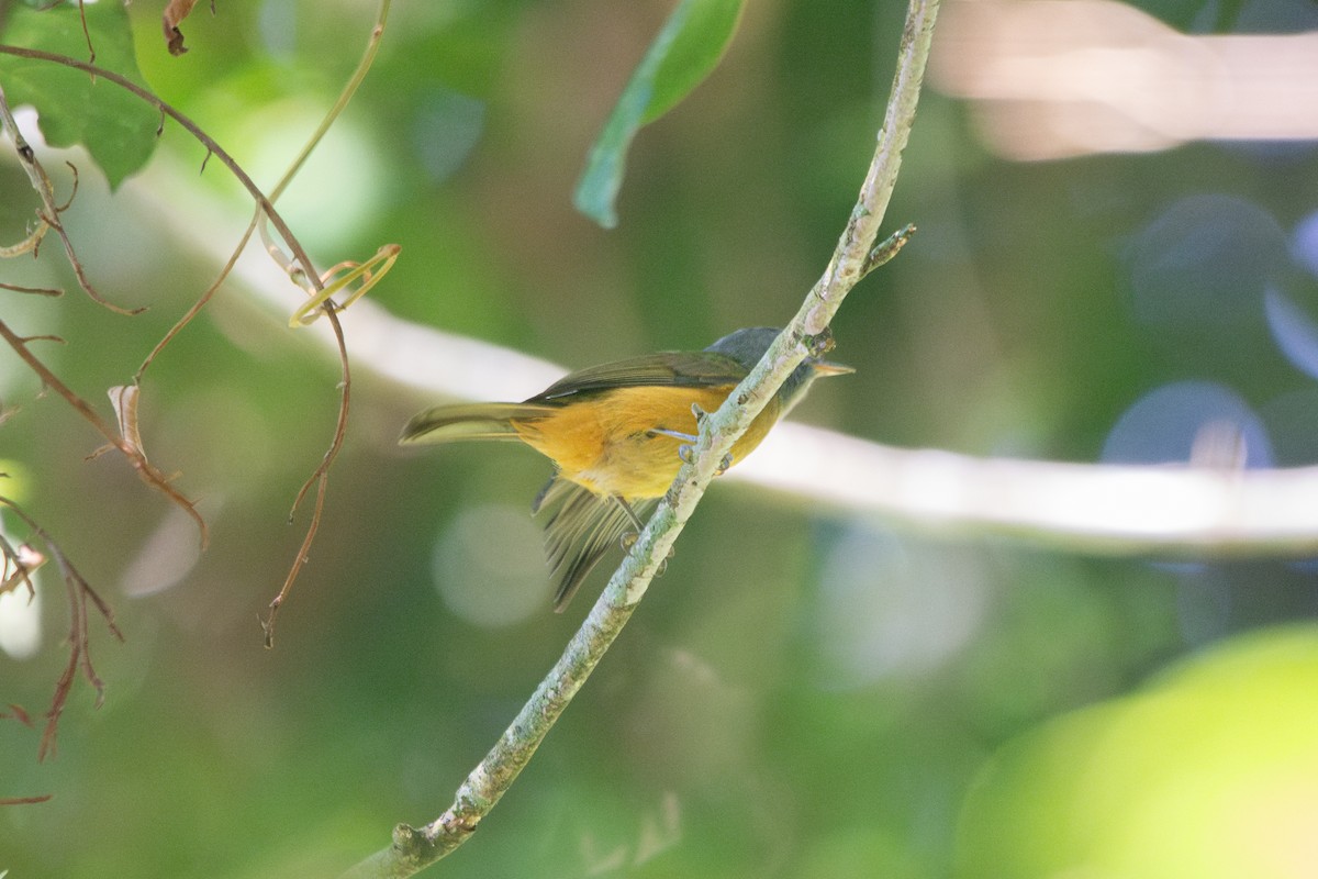 Gray-hooded Flycatcher - ML619103899