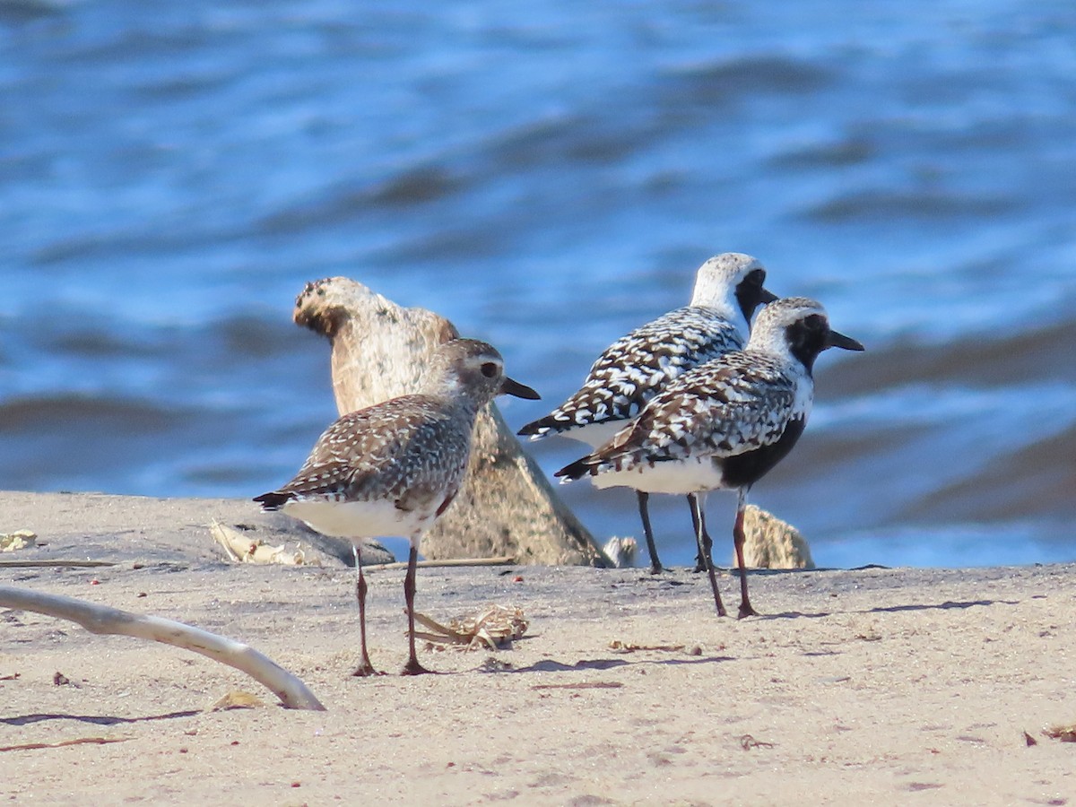 Black-bellied Plover - ML619103930