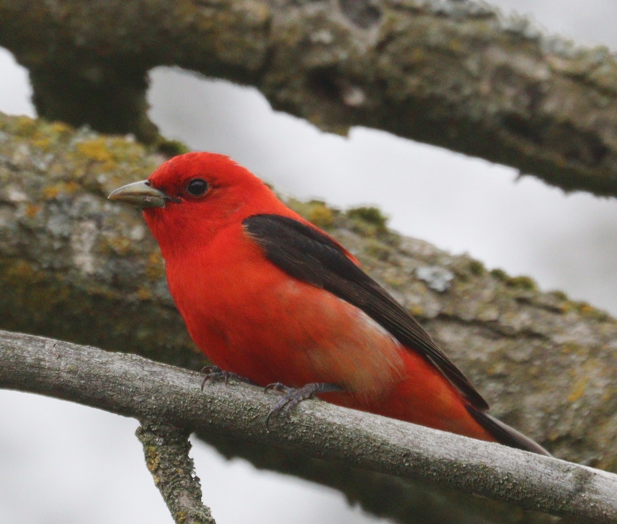 Scarlet Tanager - Hélène Crête