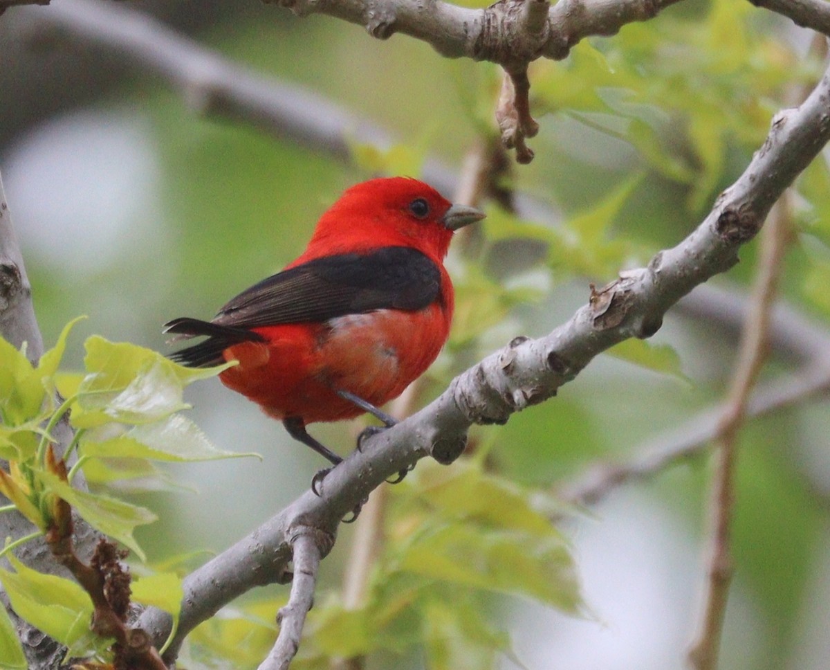 Scarlet Tanager - Hélène Crête