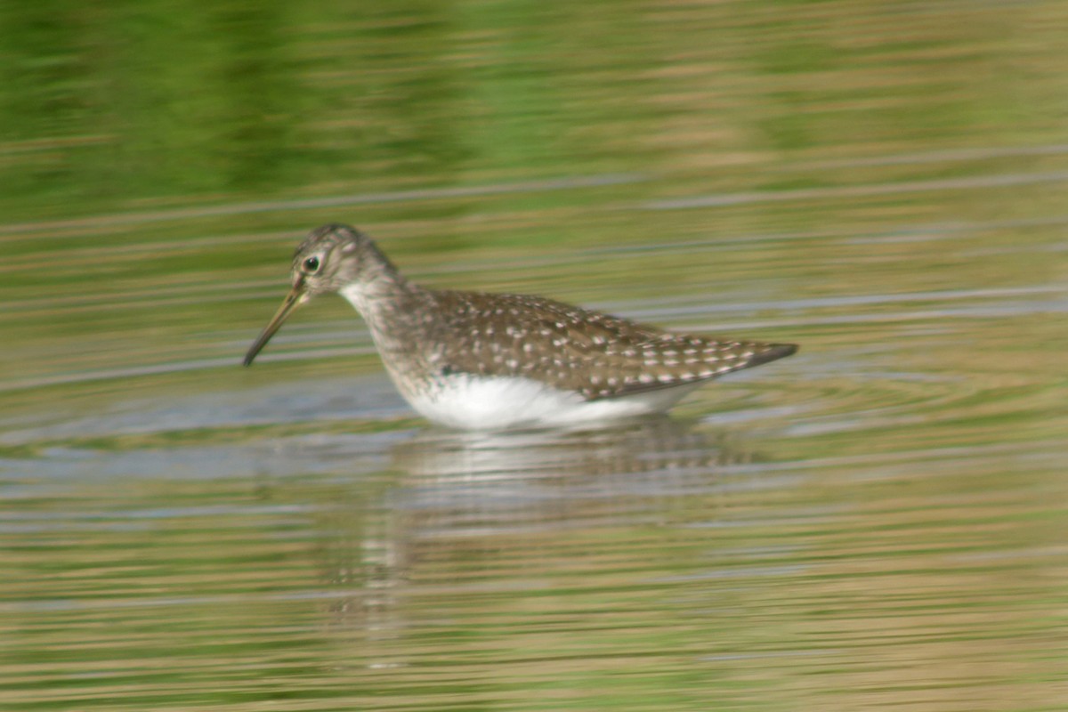 Solitary Sandpiper - ML619103949