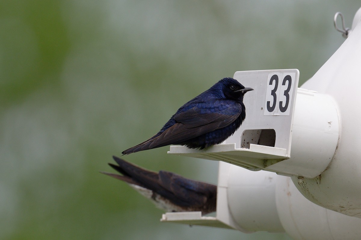 Purple Martin - Jan  Kool