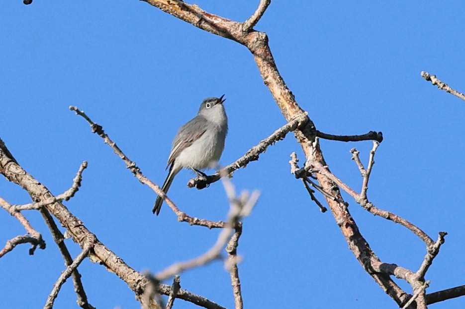 Blue-gray Gnatcatcher (obscura Group) - Mary McGreal