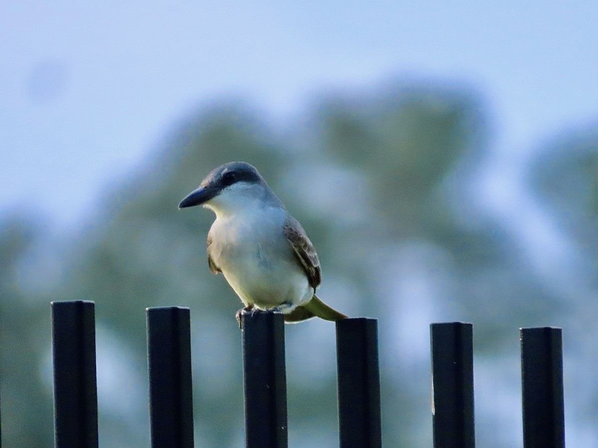 Gray Kingbird - Craig Watson