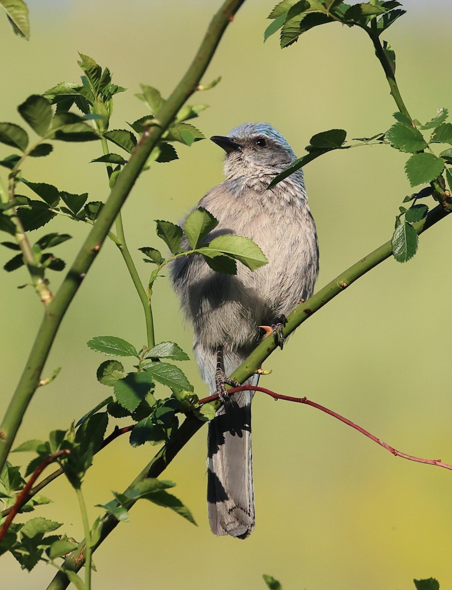 Woodhouse's Scrub-Jay (Woodhouse's) - Mary McGreal